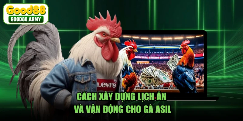 Cách xây dựng lịch ăn và vận động cho gà Asil