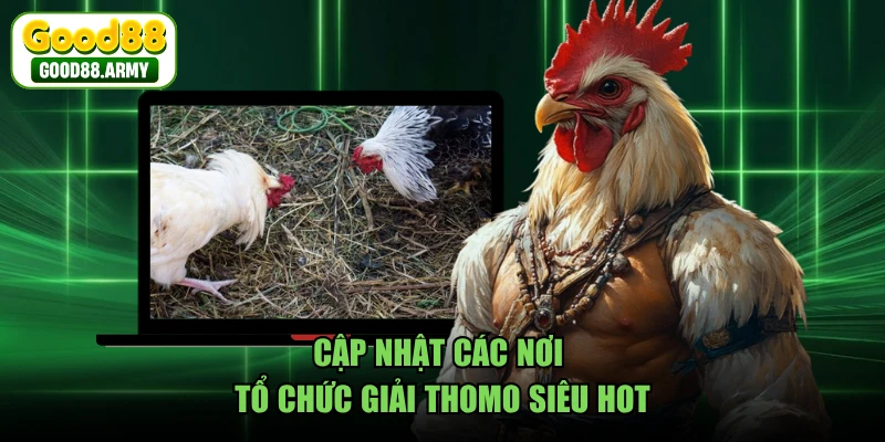 Cập nhật các nơi tổ chức giải Thomo siêu hot 