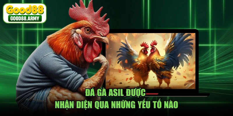Đá gà Asil được nhận diện qua những yếu tố nào