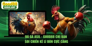Đá Gà Asil - GOOD88 Chỉ Bạn Soi Chiến Kê Lì Đòn Cực Căng